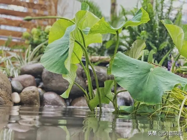 南北花園給排水問(wèn)題差異大,你知道嗎?- 南北花園給排水問(wèn)題差異大,你知道嗎?-